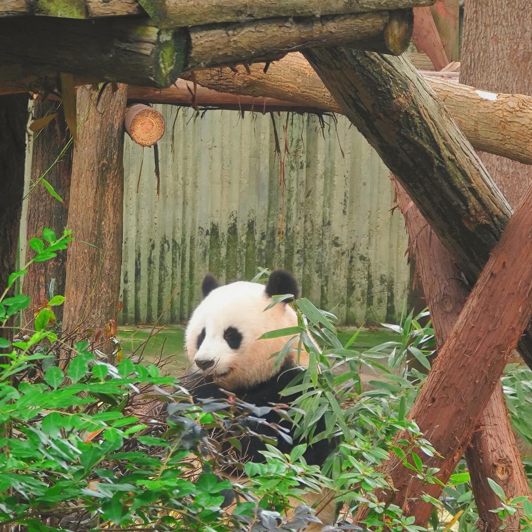 小白白
