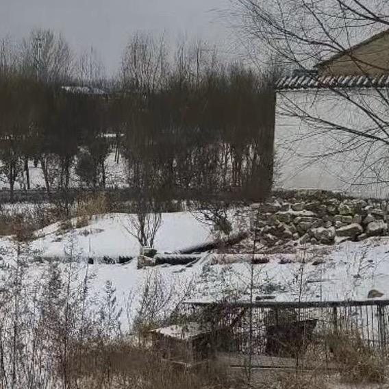 萧县家乡卷面皮