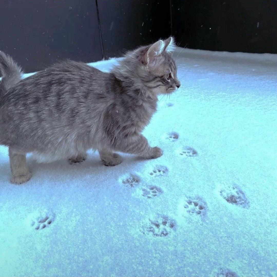 🐈‍⬛