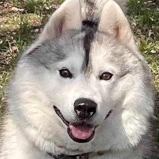 🌈Husky糯米