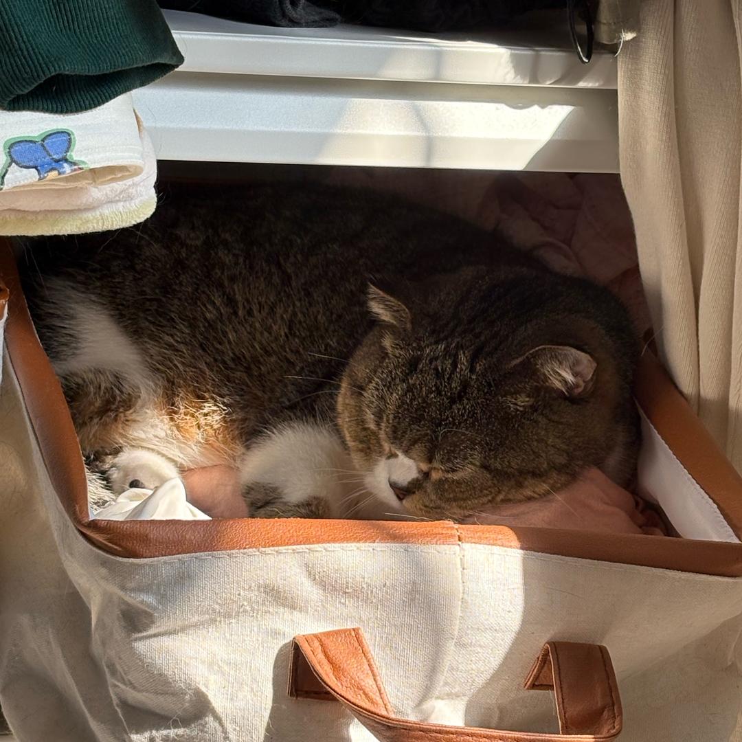 考拉的一窝猫🐱