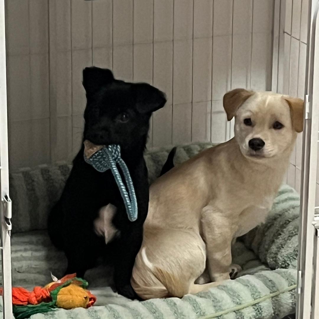 双层吉士堡堡🍔