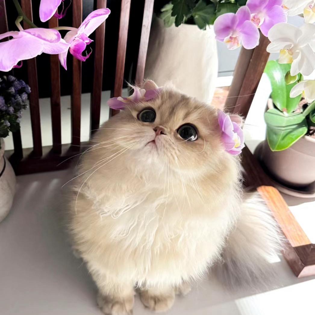 芝麻芝麻狐