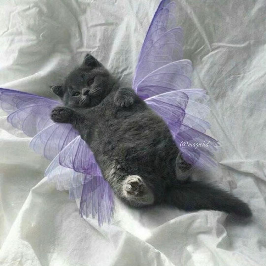 Magic蝴蝶🦋