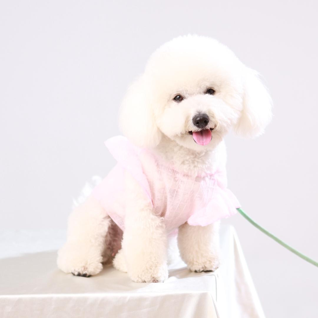 拾玖是个小比熊