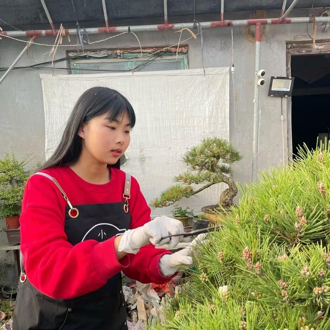 小张园艺盆景素材2店