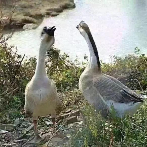 山东临朐汇英食品