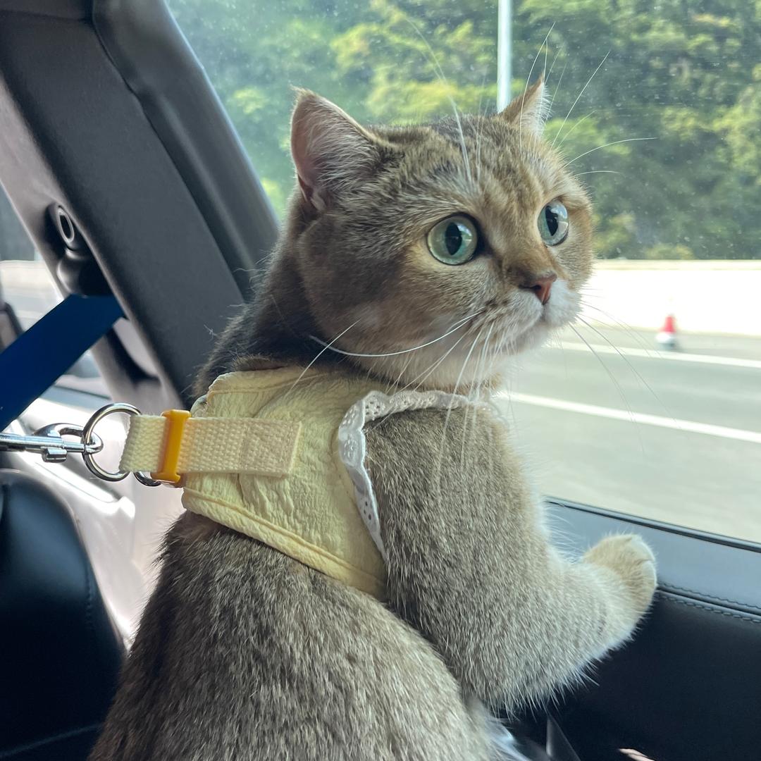 阿梦梦