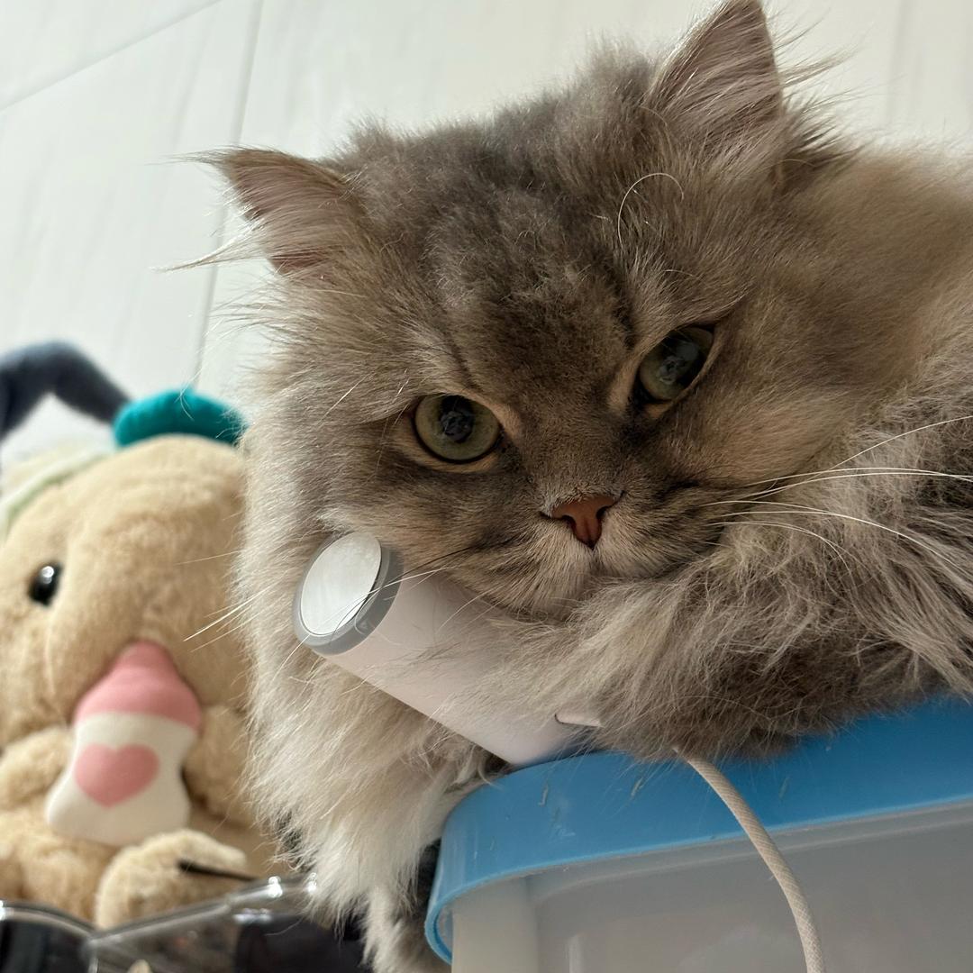 想要拥有一只熊猫！