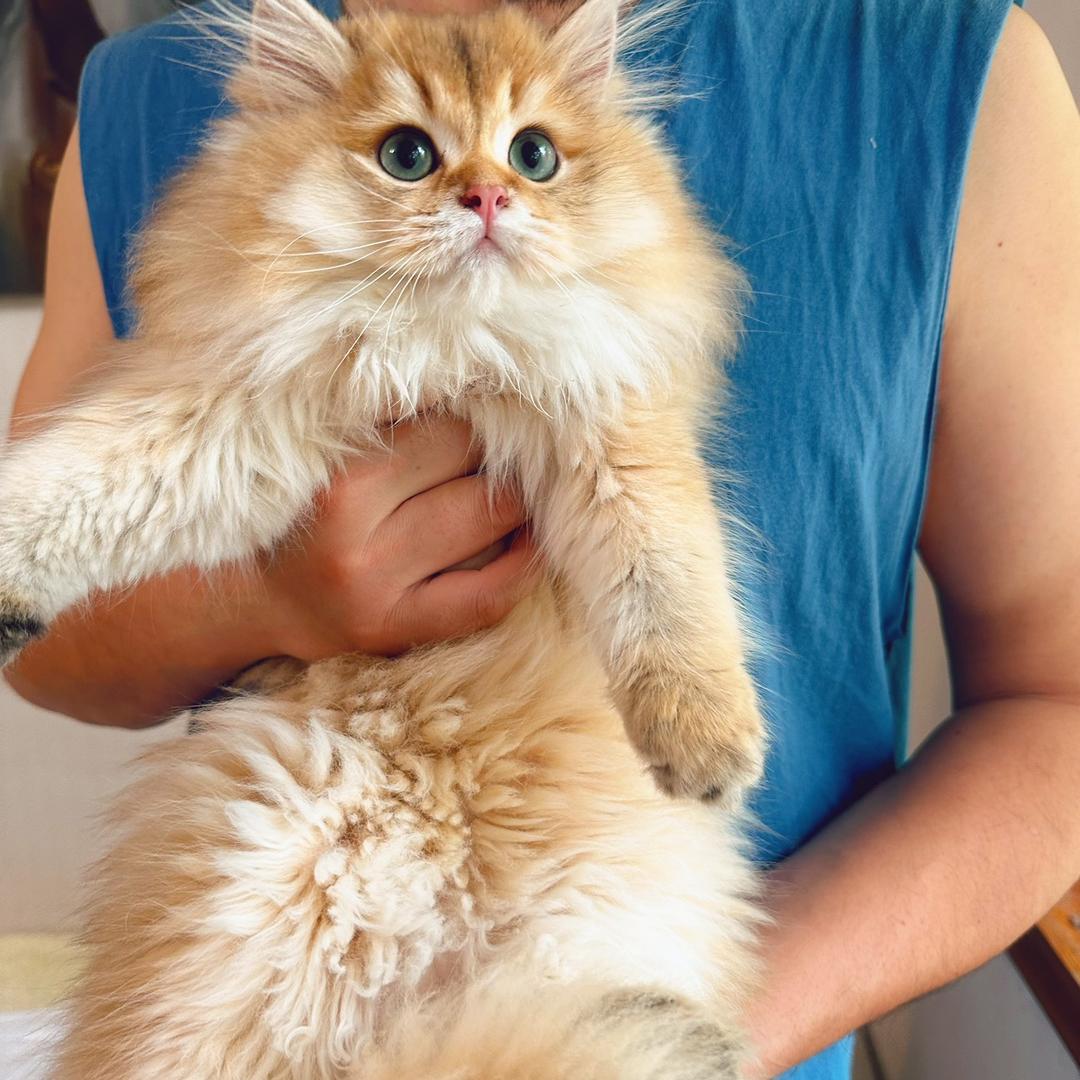 HB稀有色渐层猫舍