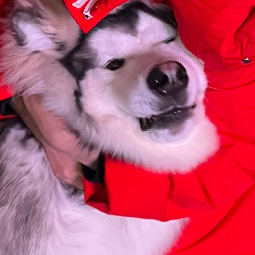 ………………………………