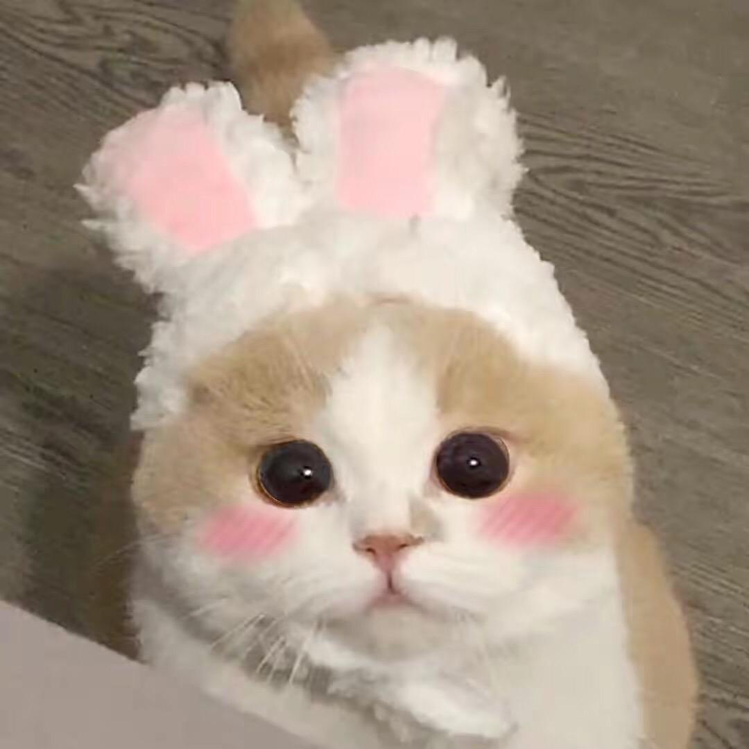 小兔紫