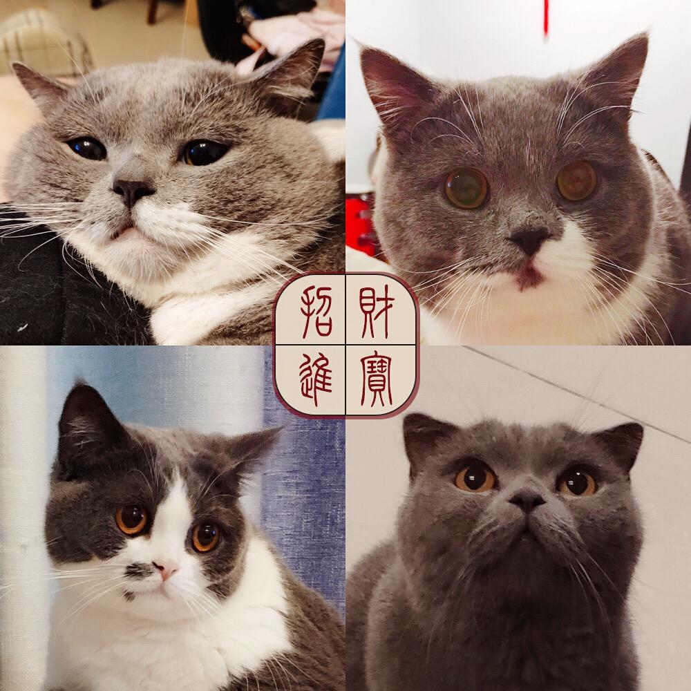 萌觉手帐胶带空间