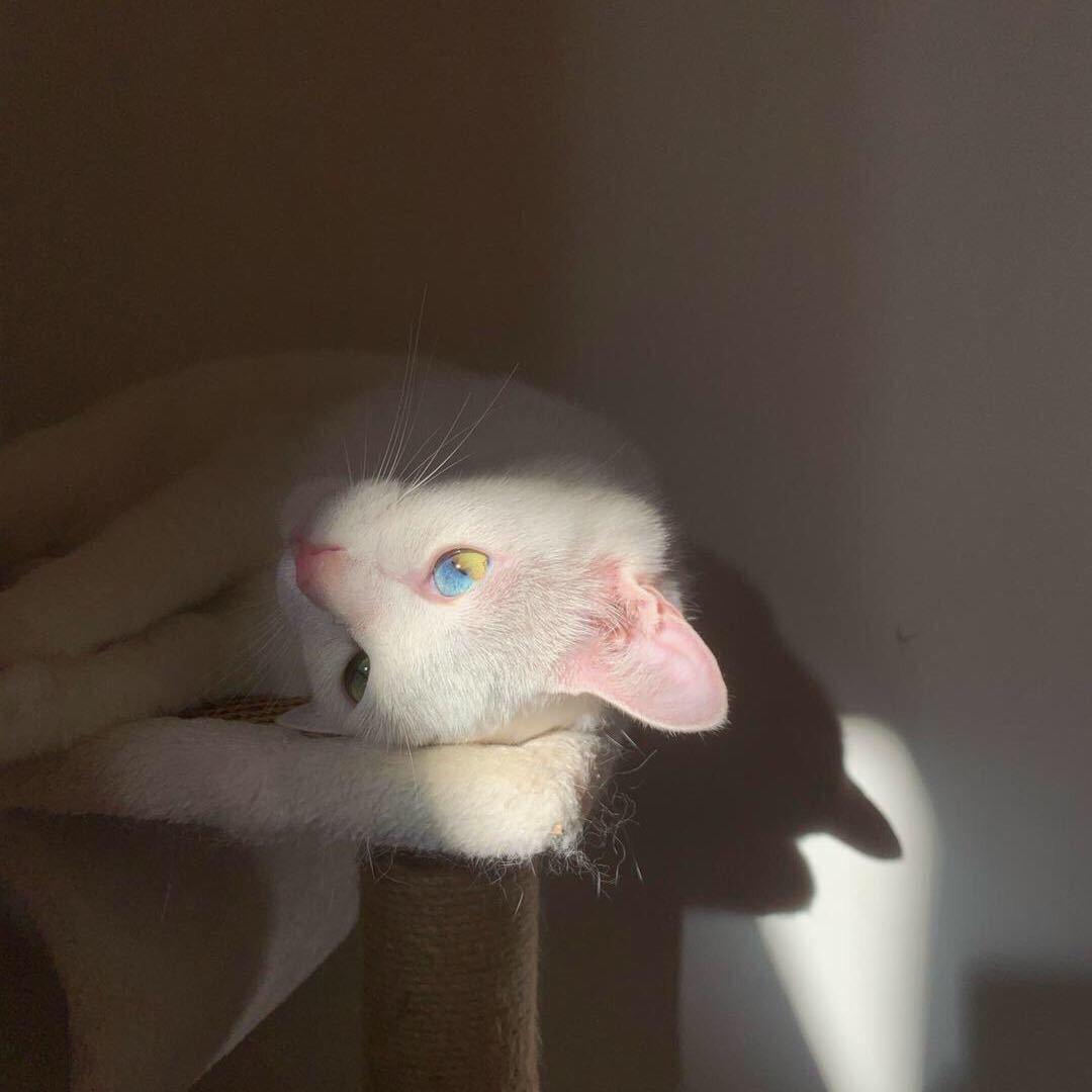 cora-H