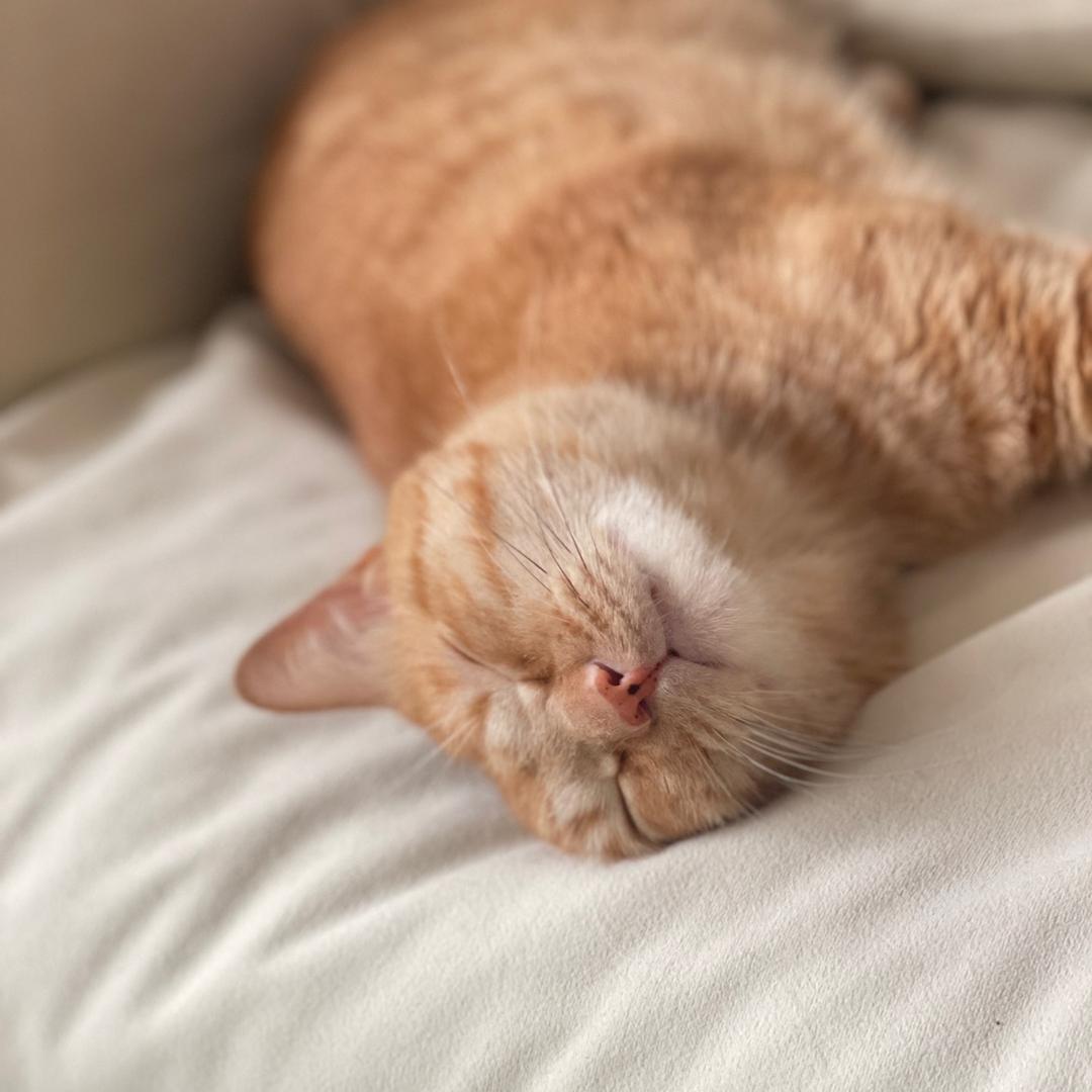 公主和她的猫