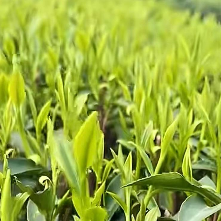 茶之乡