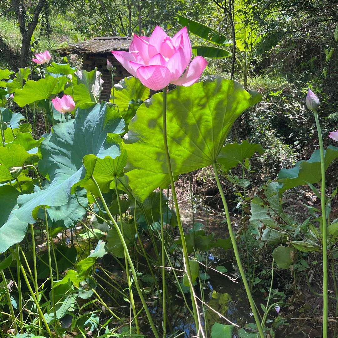 芒果游戏