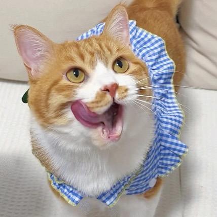 赵小橘战胜了猫传腹🐈