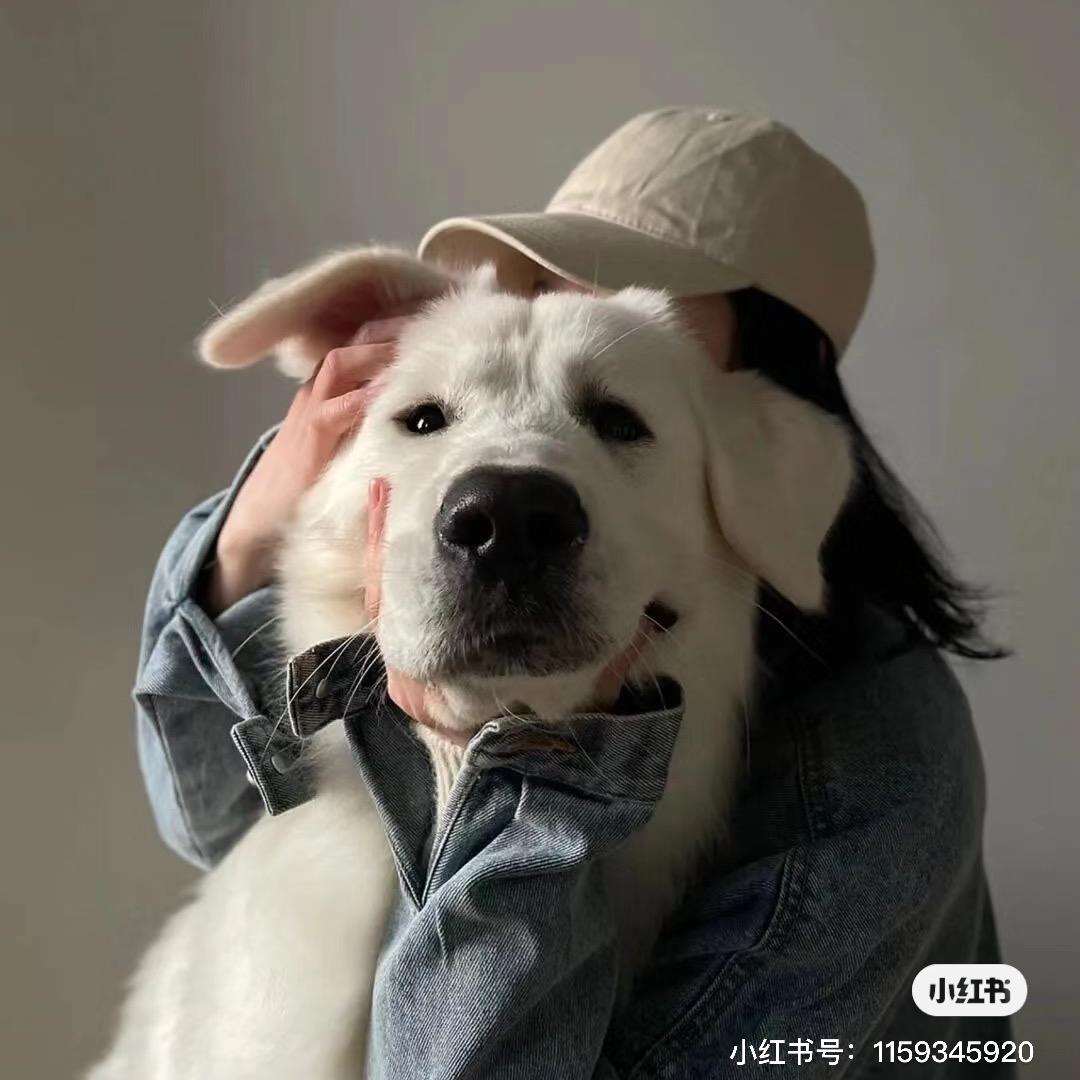 绵绵财富猫