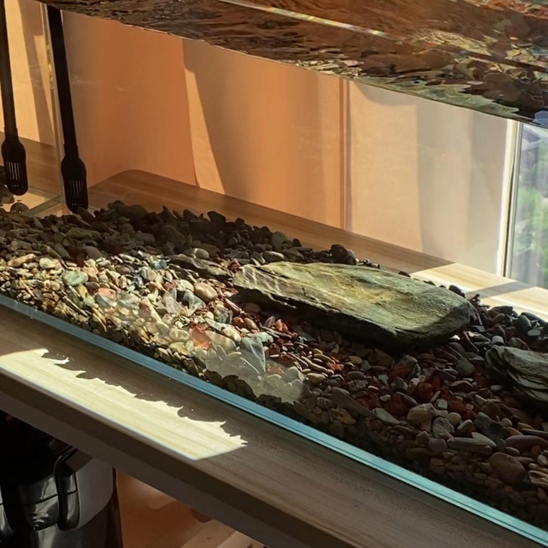 茵茵家（养鱼日常）