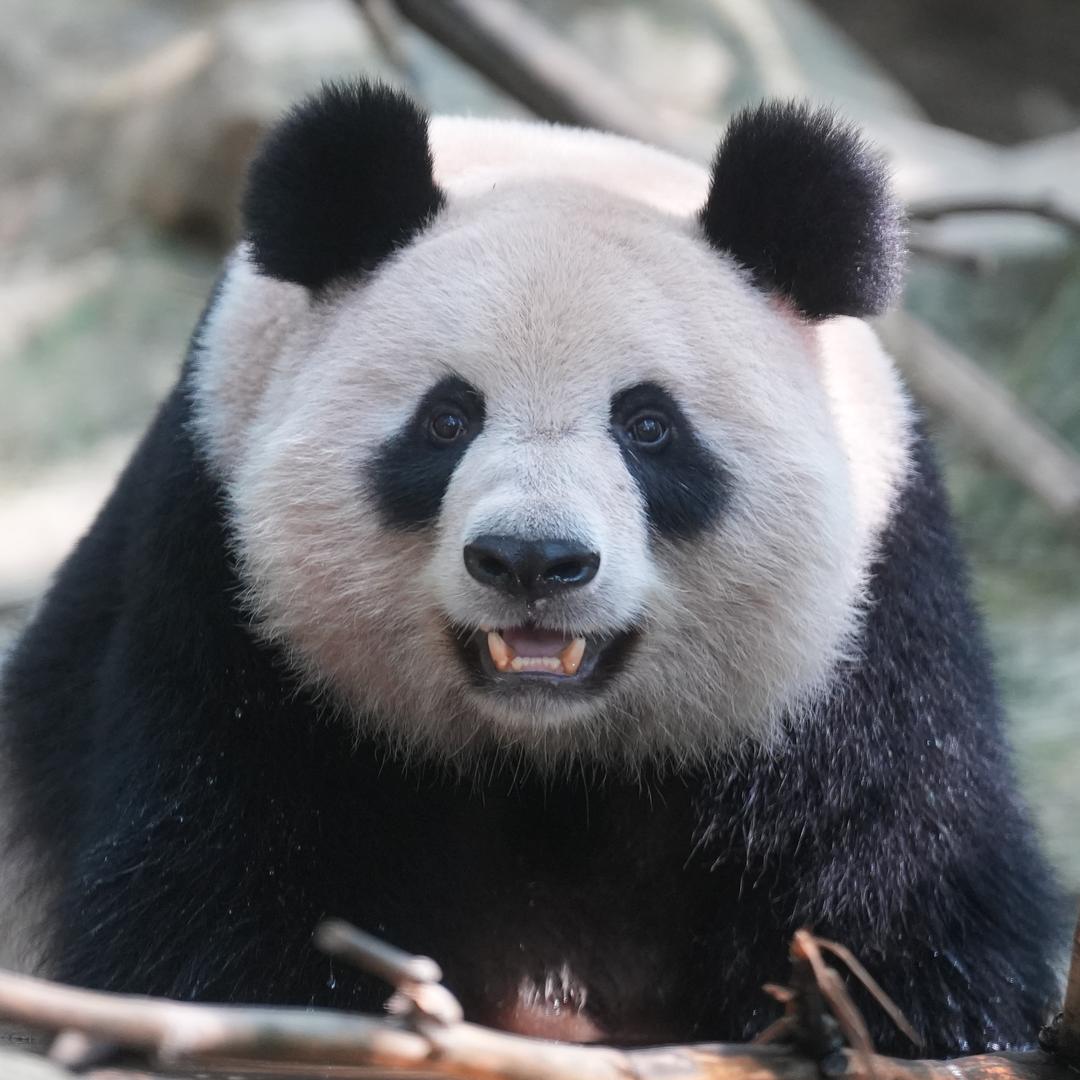 闲人马大姐