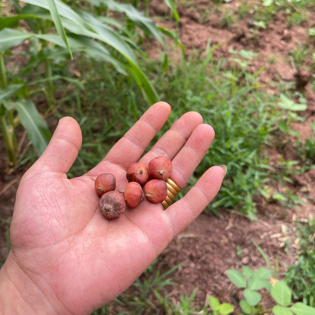 遂宁老吴（小号）