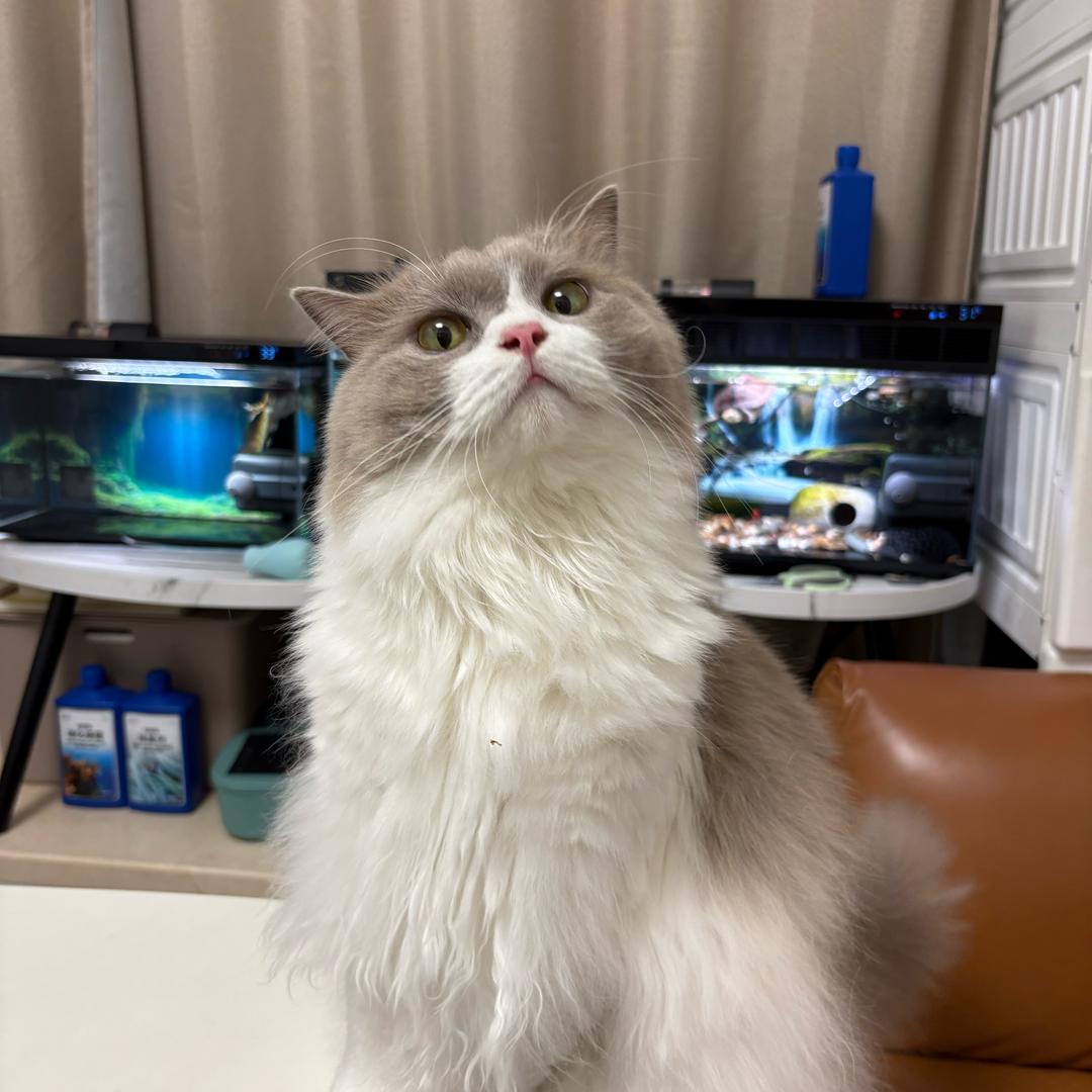 九玥微凉