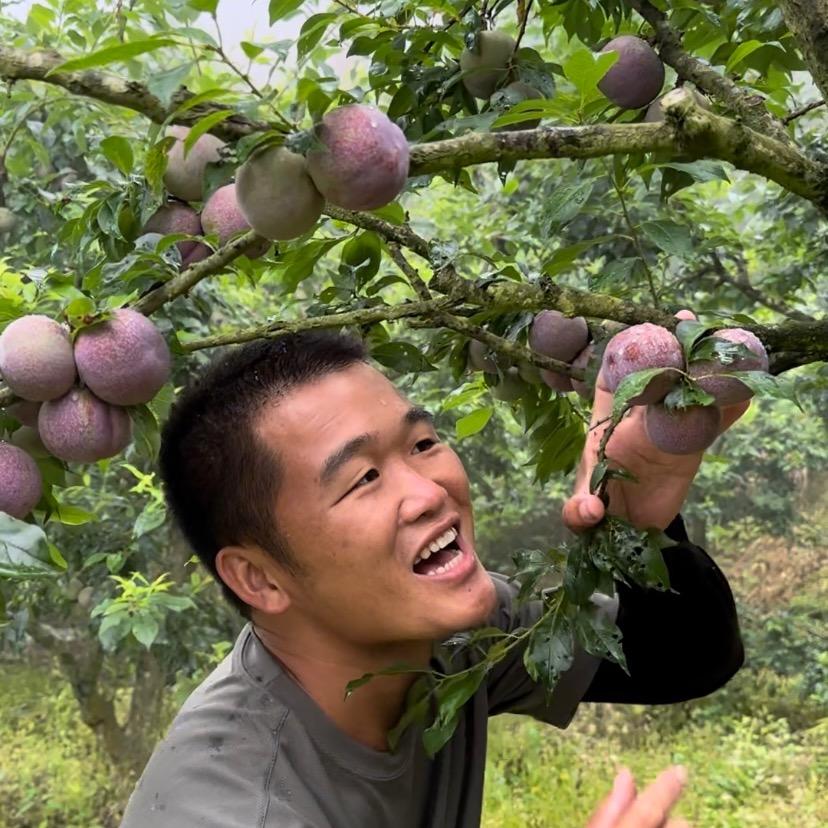 钱排年哥三华李果园