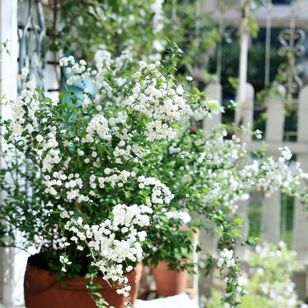 花满铺（重瓣雪柳喷雪花）