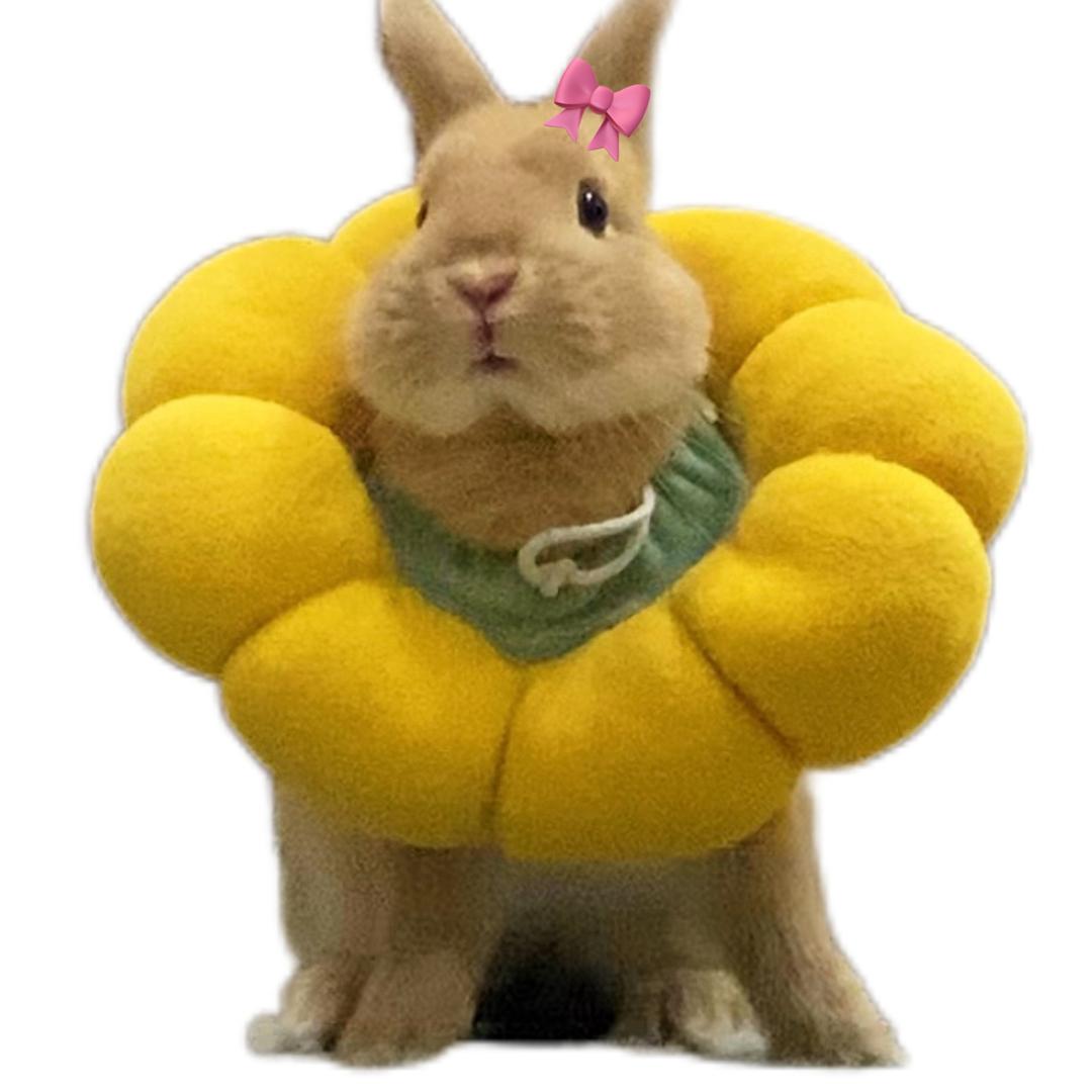 是元宝不是元宝