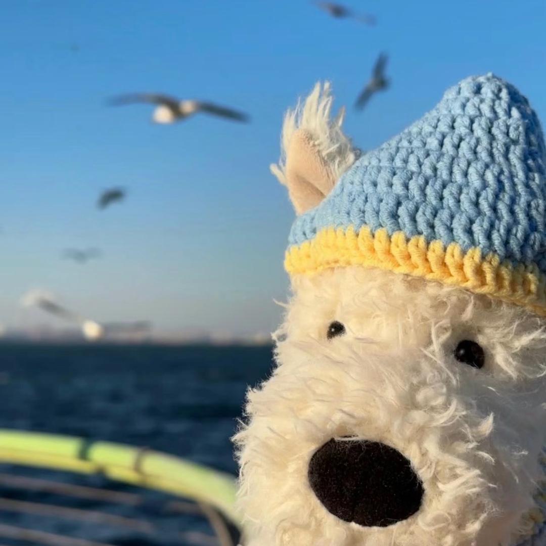 爱探险的西红柿