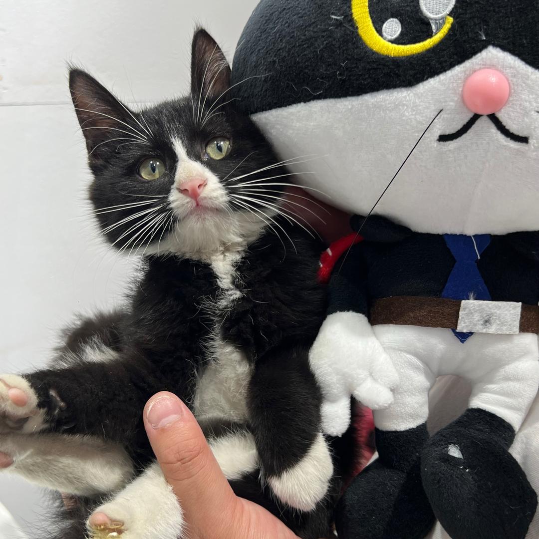 滚滚猫生记