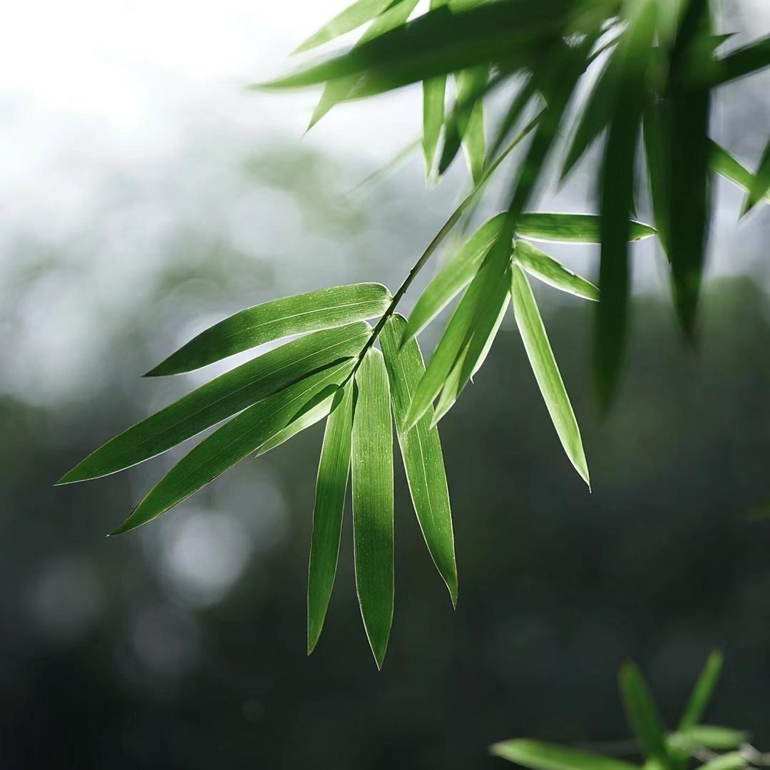 相见绿植