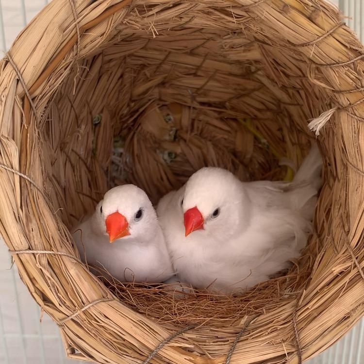 三喜吖🐣