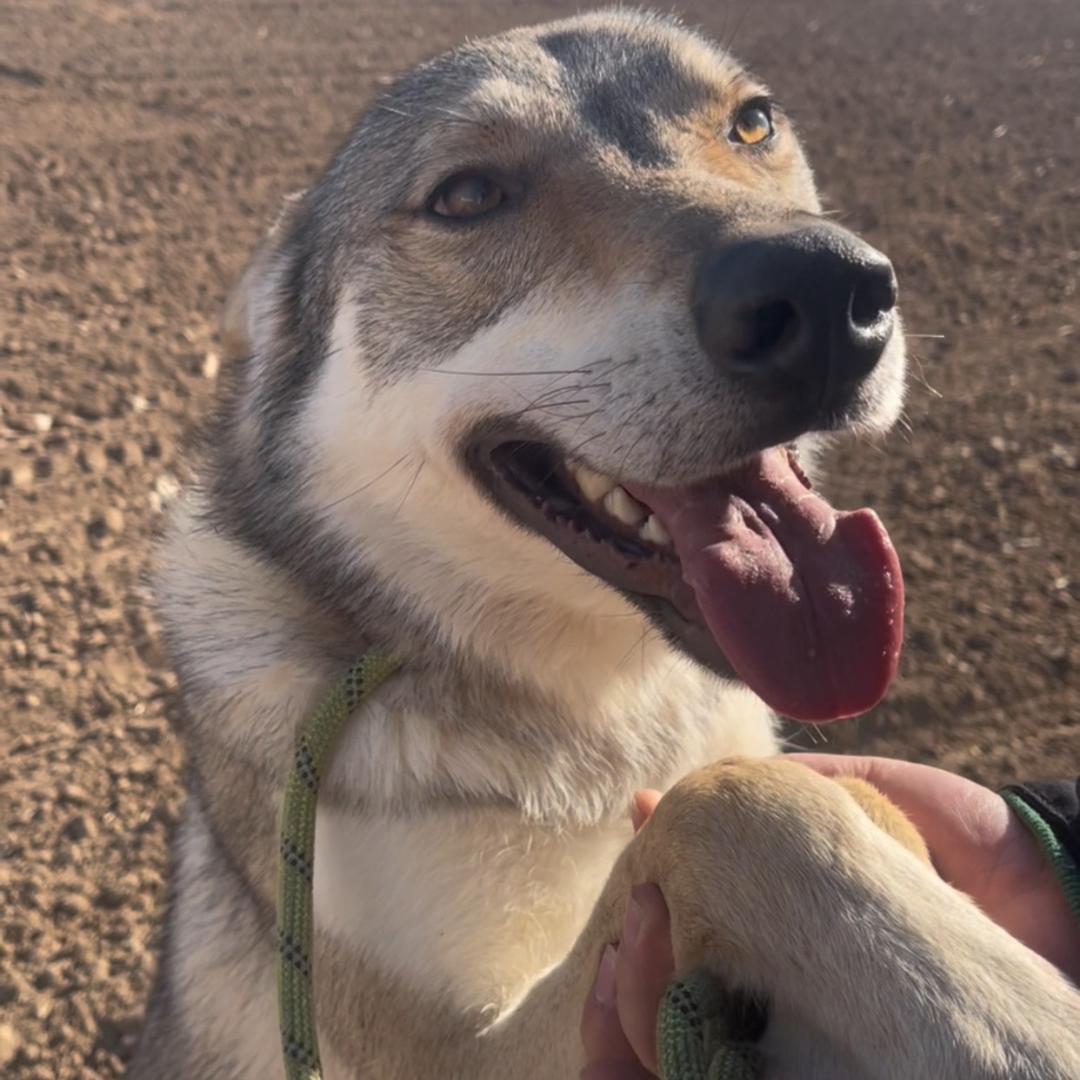 捷克狼，杜宾-CKU