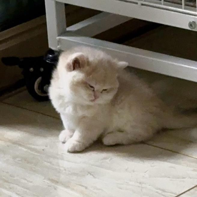 鱼儿爱养猫🐱
