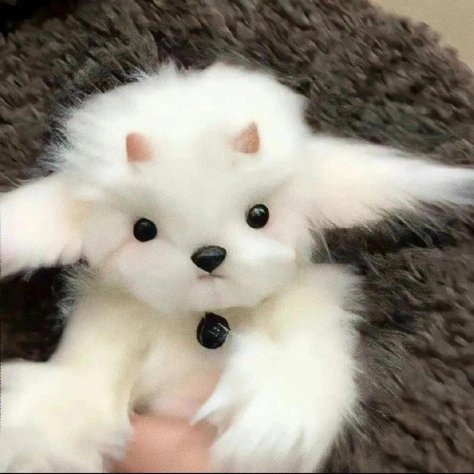 小羊咩咩🐏