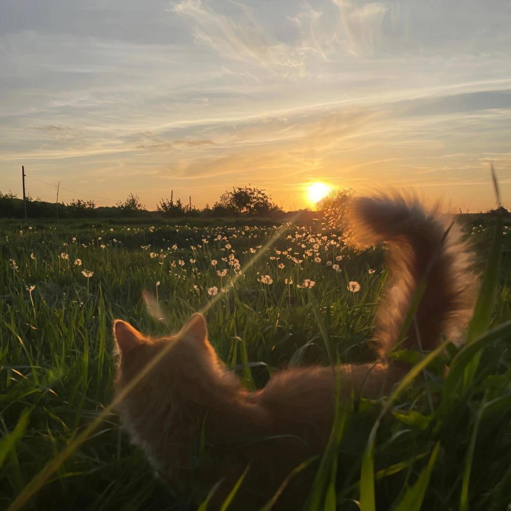 懿. ₌᳐・-・₌᳐੭