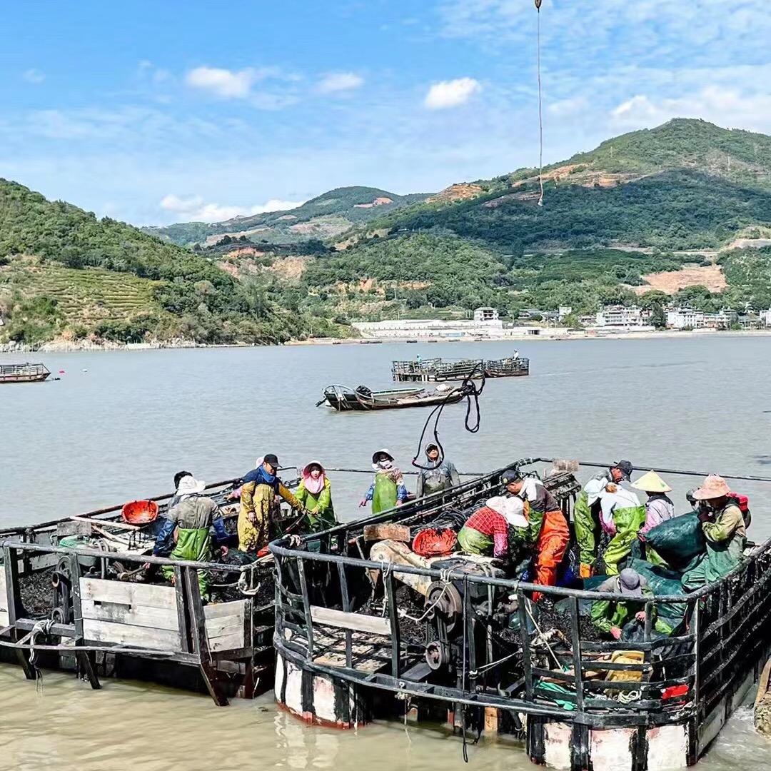 霞浦小谢海产品