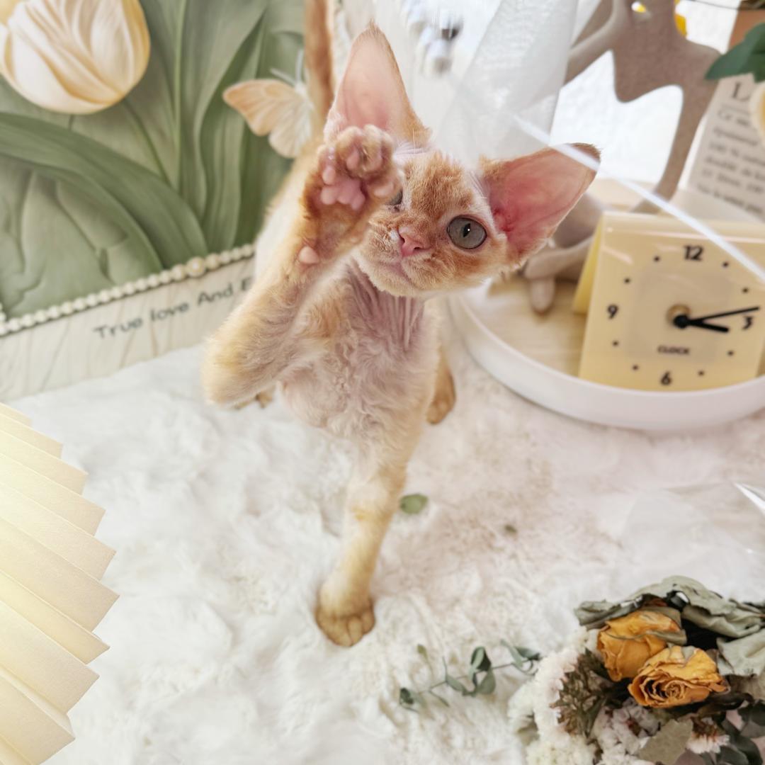 多比的德文卷毛猫吖