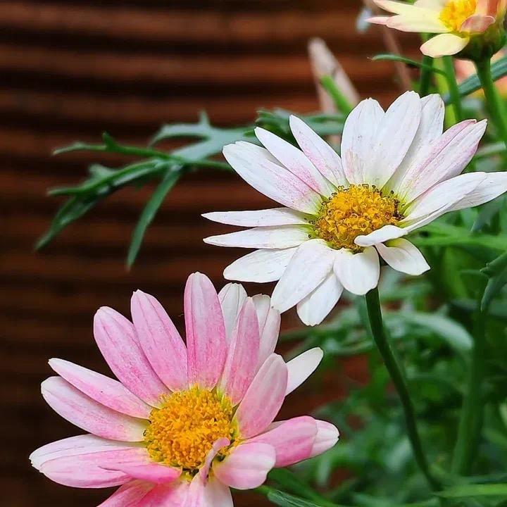 花光花静