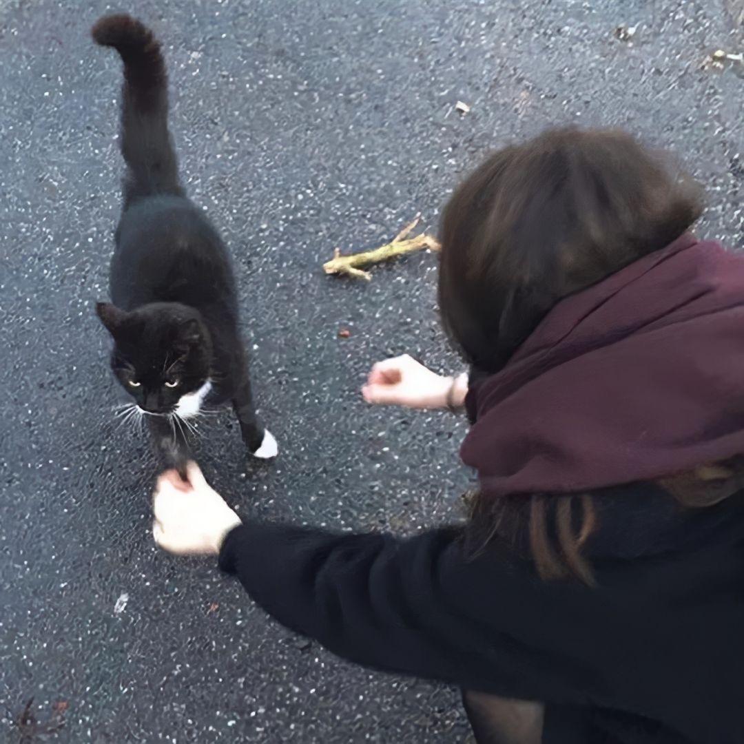 追尾巴的猫