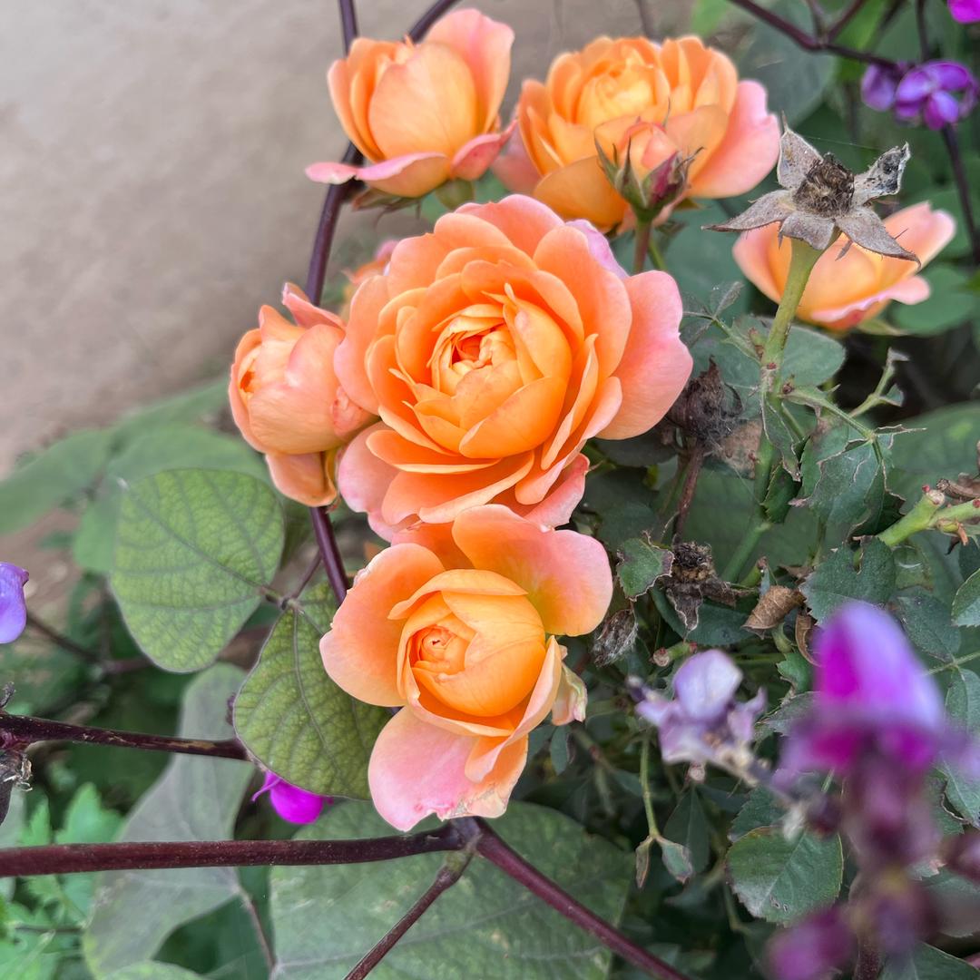 *˘丝丝心动*.:*♡