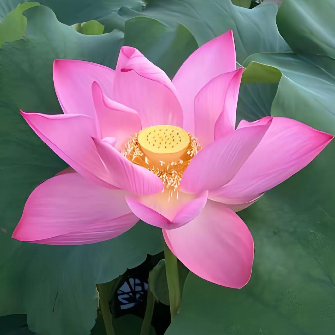 M.头像