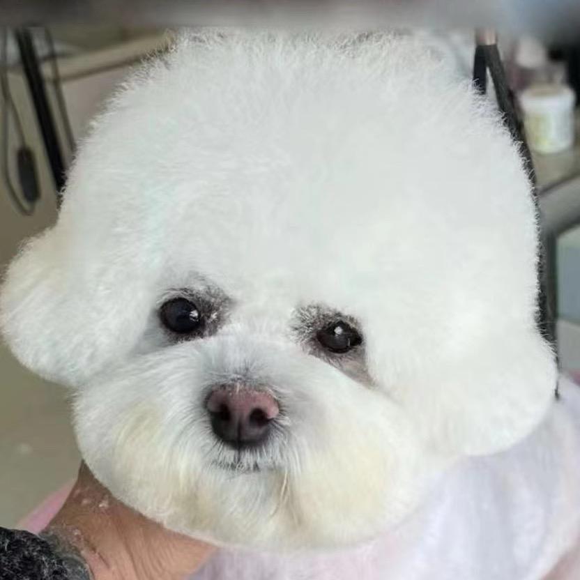 被狗治愈的娜娜