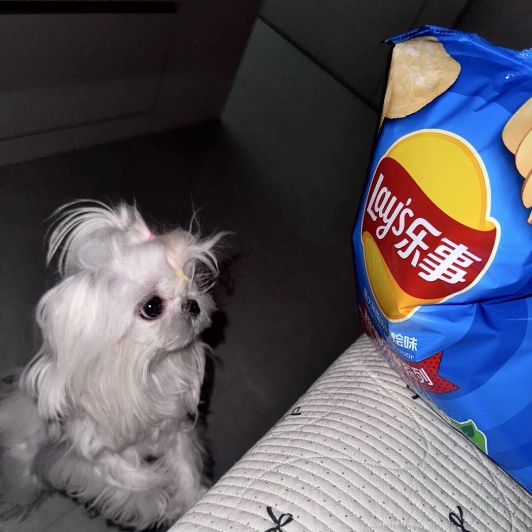 热爱生活的元气小熊