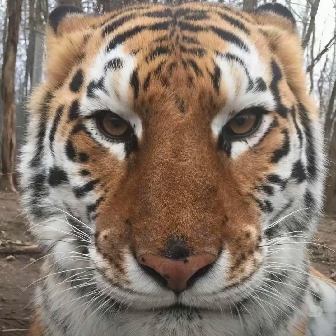 以为尿得高就可以遮住眼泪