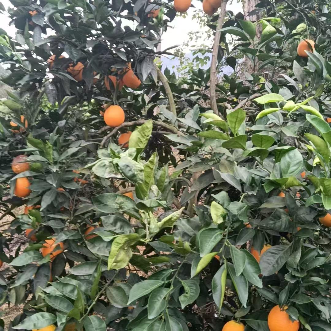 努力中橙子