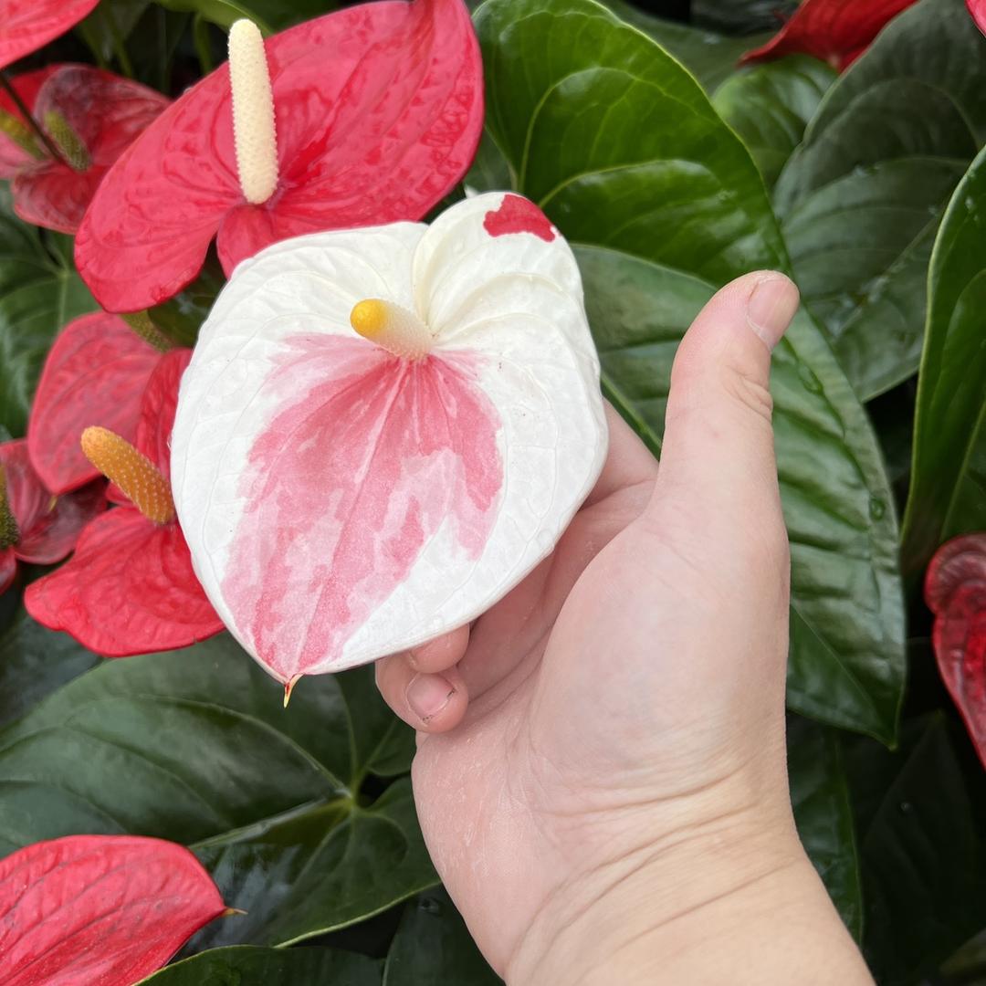 鲁商温泉花卉基地