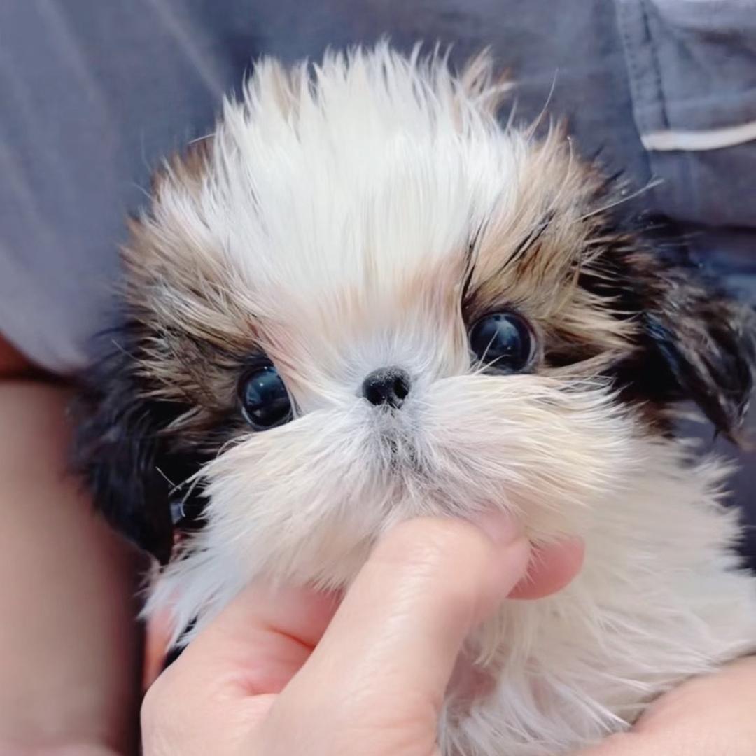 （清馨西施马尔济斯犬舍）小庞不胖